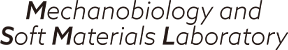 mechanobiology and soft materials laboratory